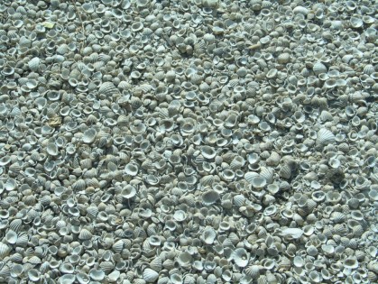 shell pavement